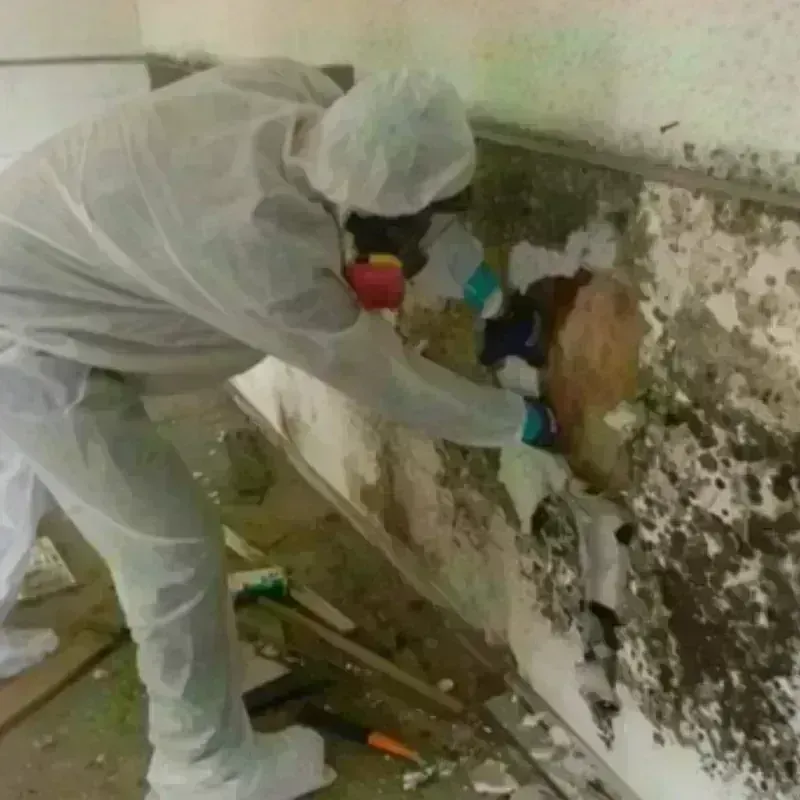 Mold Remediation and Removal in Dierks, AR